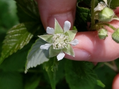 Rubus