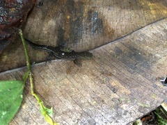 Lepidoblepharis