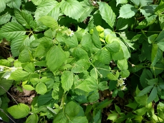 Rubus