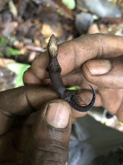 Lepidoblepharis
