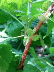 Rubus