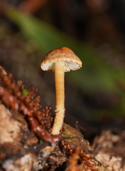 Cystoderma muscicola