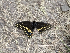 Papilio polyxenes