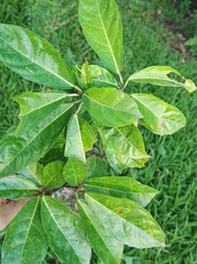 Ficus wassa