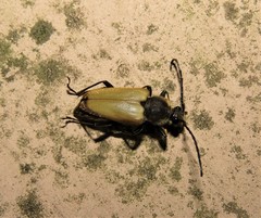 Trigonarthris