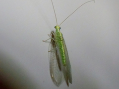 Chrysopidae