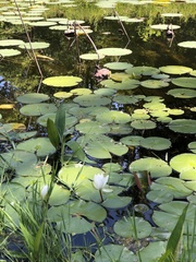 Nelumbo lutea