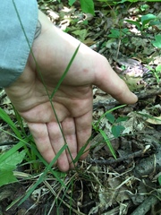 Poa alsodes