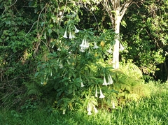 Brugmansia suaveolens