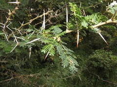 Vachellia kosiensis