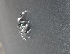 Phidippus audax