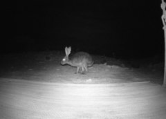 Lepus californicus insularis