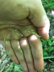 Poa alsodes