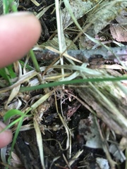 Poa alsodes