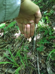 Poa alsodes