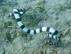Hydrophis coggeri