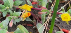 Camissoniopsis cheiranthifolia cheiranthifolia