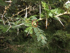 Vachellia kosiensis