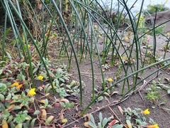 Camissoniopsis cheiranthifolia cheiranthifolia