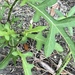Solanum carolinense floridanum - Photo (c) Sam Mwenda, alguns direitos reservados (CC BY-NC), uploaded by Sam Mwenda