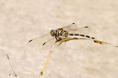 Phyllogomphoides stigmatus