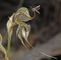 Pterostylis biseta