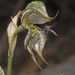 Pterostylis biseta - Photo (c) mitchsmith, μερικά δικαιώματα διατηρούνται (CC BY-NC)