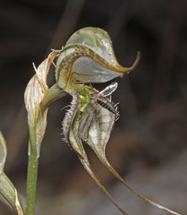 Pterostylis biseta