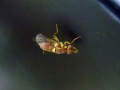 Tephritidae