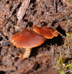Hypholoma brunneum