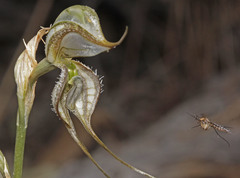 Pterostylis biseta