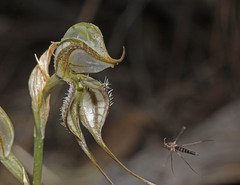 Pterostylis biseta