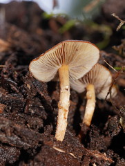 Hypholoma brunneum