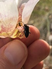 Brachysomida californica