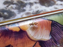 Tephritidae
