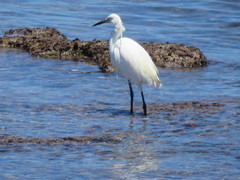 Egretta garzetta