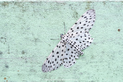 Antipercnia belluaria