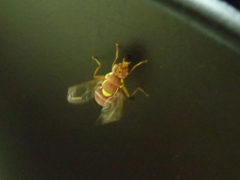 Tephritidae