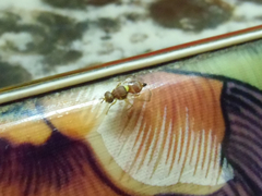 Tephritidae