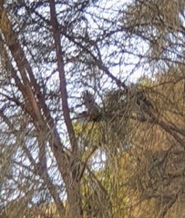 Rhipidura albiscapa