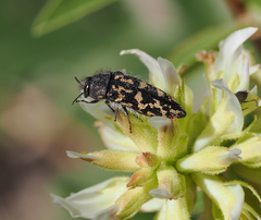 Acmaeodera acuta