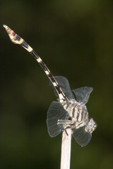 Phyllogomphoides stigmatus