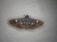 Phostria