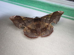 Fascellina