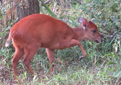 Cephalophorus natalensis natalensis