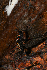 Monticomorpha flavolimbata