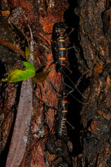 Monticomorpha flavolimbata