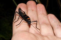 Monticomorpha flavolimbata