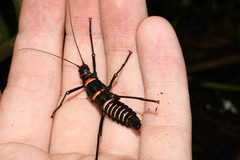 Monticomorpha flavolimbata