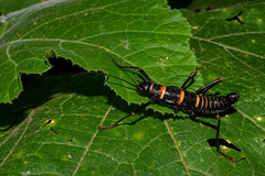 Monticomorpha flavolimbata